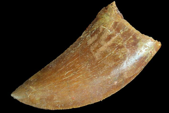 Bargain, Juvenile Carcharodontosaurus Tooth #84382